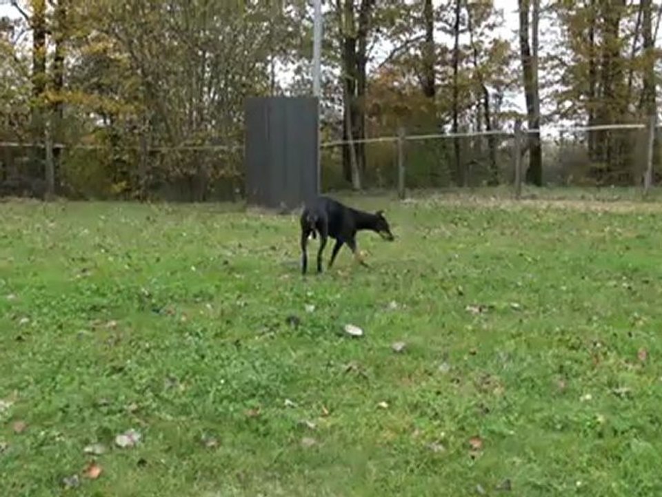 Saut longueur: 4m50 saut hauteur: 1m25 palissade aprentissage 1 an et 9 mois magmar von der burgstatte