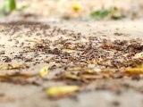 Ants 2 - Free HD stock footage