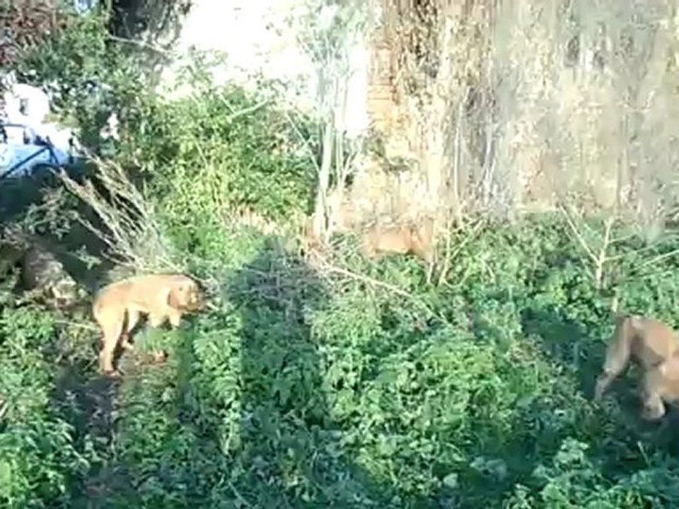 haldo,havane,héra et haita a l apprentissage du ferme sur sanglier
