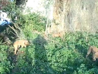 haldo,havane,héra et haita a l apprentissage du ferme sur sanglier