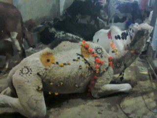 MUGHAL CATTLE FARM 2012