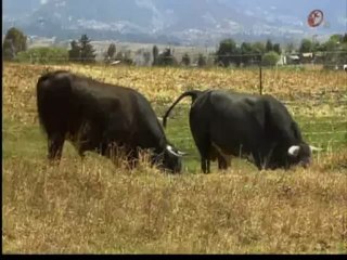 AB scene Camila (SN) 25