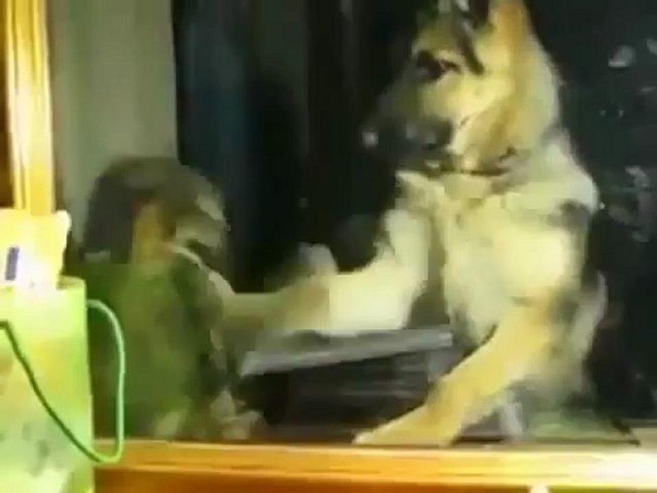 Kedi Ve Köpeğin Boks Maçı