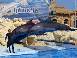 Дельфинарий в Шарм Ель Шейхе