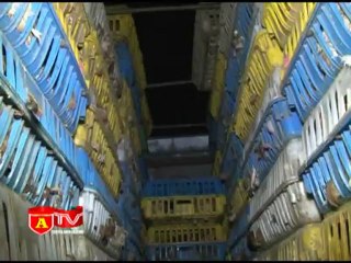 ANTÐ - Ngăn chặn gà Trung Quốc nhập lậu - Bài toán chưa có lời giải