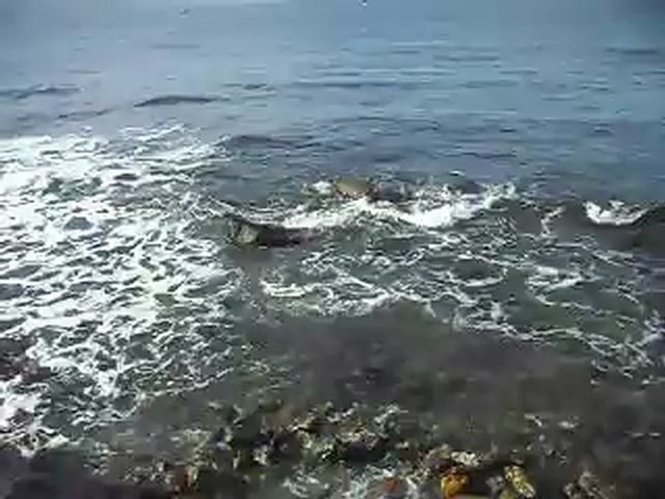 FENERBAHÇE BURUN-1