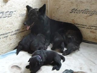 bébés Farh et Kayro à 3 semaines (9-11-2012) -