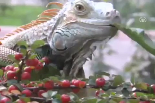 Evinde iguana besliyor