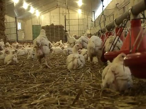 Présentation de M Vincent Soenen et son épouse Christine, éleveurs de volailles à Loon-Plage