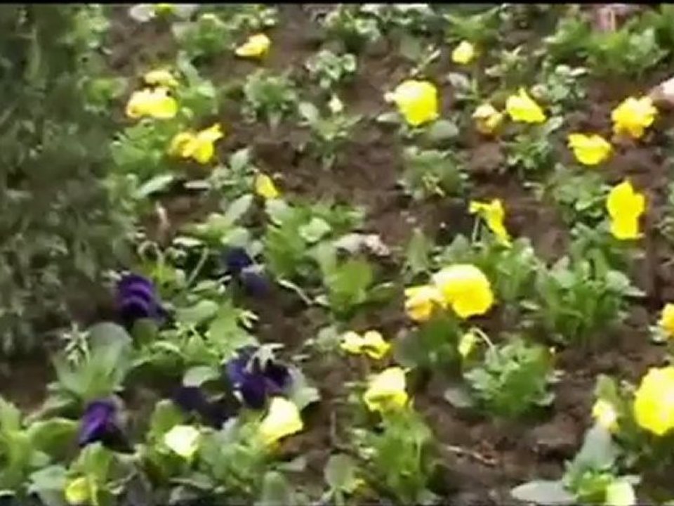 Çiçek dikimi