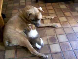 Dune, une vraie nounou