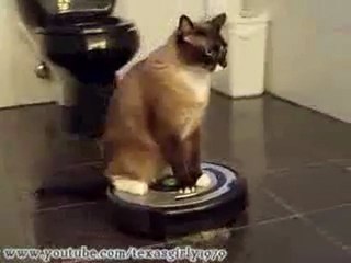 Une chatte fait le menage