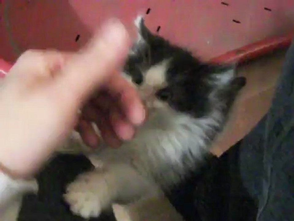 Cookie, Oréo et Lolie