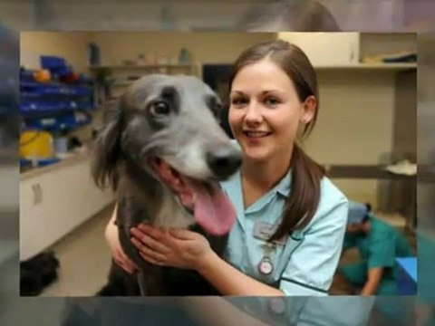 Dog grooming and Non-Anesthesia Dog Teeth Cleaning Day 12