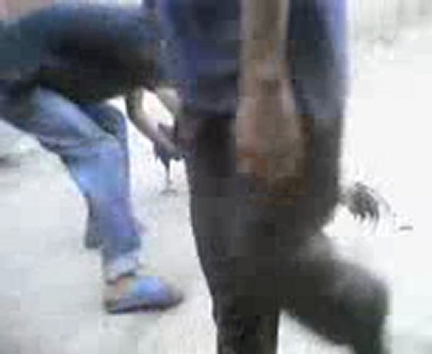 Mozatra vs Babar kopakopaka