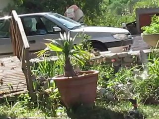 le jardin aut 2012 021