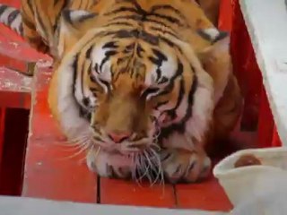 Life of Pi - Featurette - Creating Richard Parker