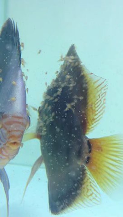 couple-cobalt-qui-eleve-de-jeunes-goldens