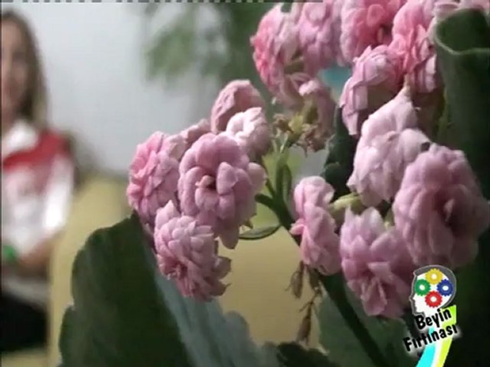 Beyin Fırtınası 1. Bölüm