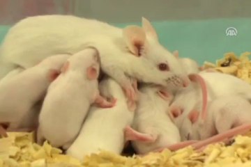 Hayvanlara acı çektirilmeycek