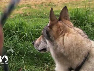 Bien tenir  son chien en laisse