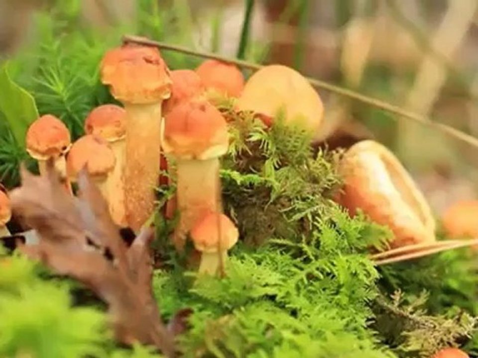 Bande annonce de ça tourne en vallée du Loir