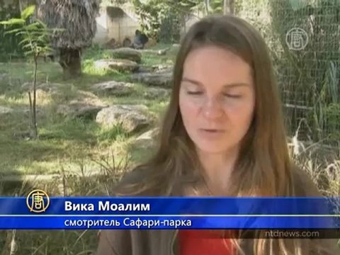 Два детеныша гориллы родились в зоопарке в Израиле