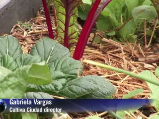 Mexico City goes green