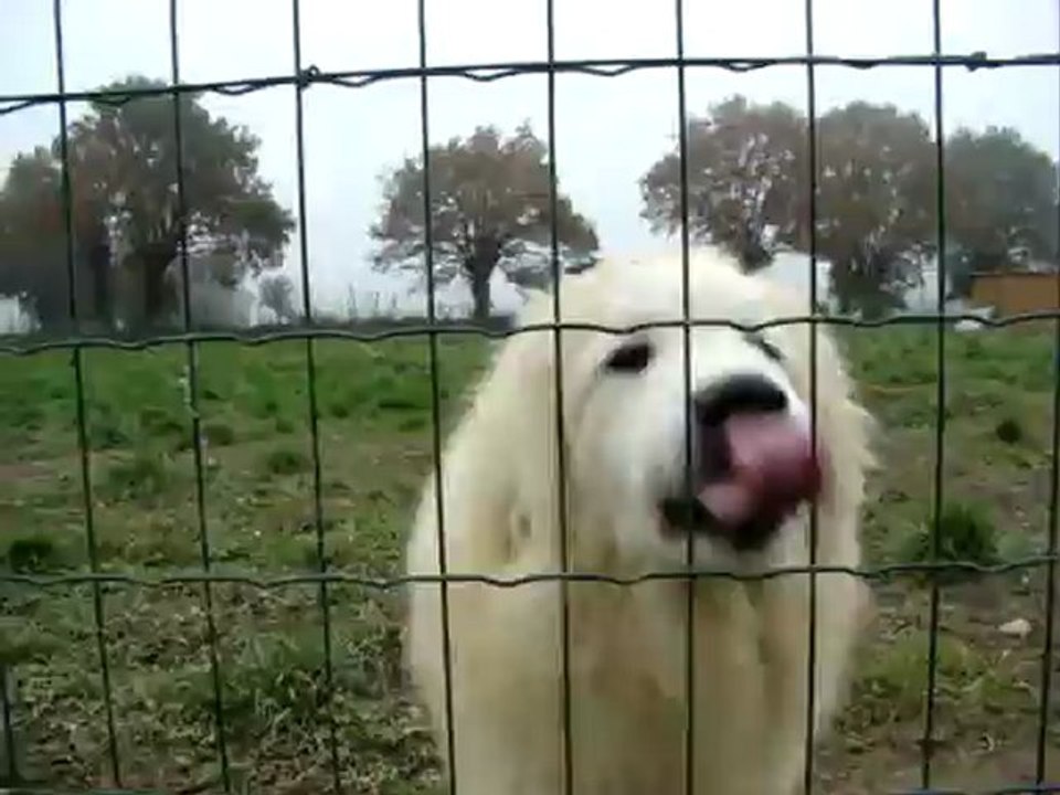 Hasta la vista BABY du Vieux Moulin de Coere