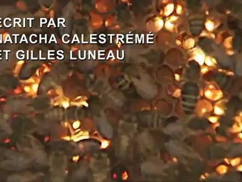 Disparition des abeilles, la fin d'un mystère