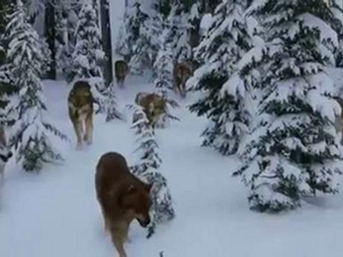 The Twilight Saga Breaking Dawn Part 2 2012 Kristen Stewart, Robert Pattinson, Taylor Lautner DVDrip Free