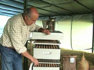 LES DIFFERENTS TYPES DE RUCHES