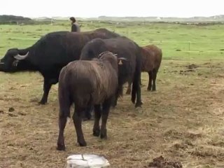 5 nouvelles bufflonnes à la Chèvrerie de la Baie - Tréguennec