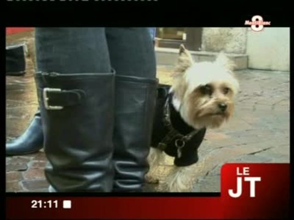 Sensibilisation sur la maltraitance animale (Annecy)