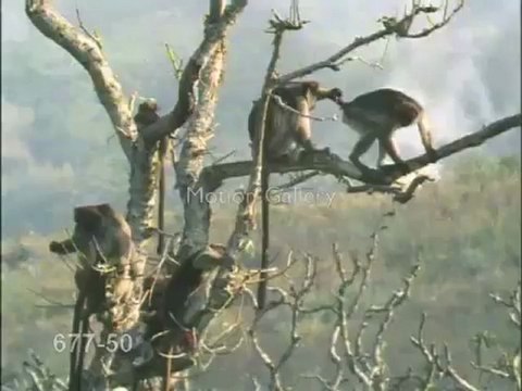 SESLİCİLVE maymunlar alemi - YouTube(1) seslicilve.com makara geyik burda