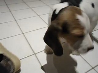 MOV00372 mâle beagle HARIBO du Chemin des  Piarris