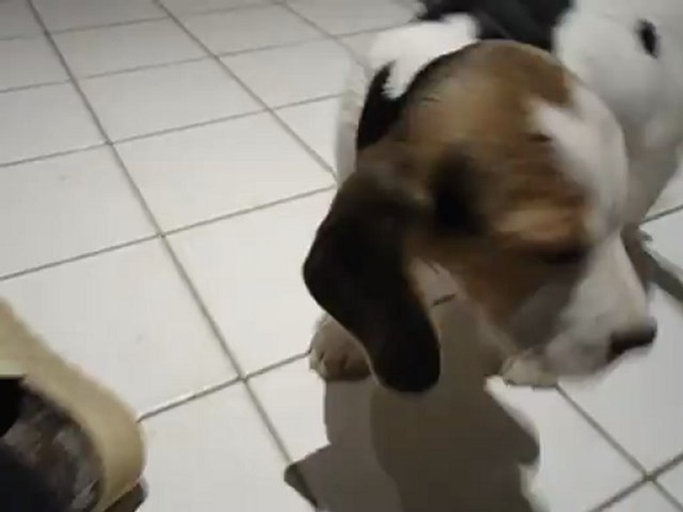 MOV00372 mâle beagle HARIBO du Chemin des  Piarris