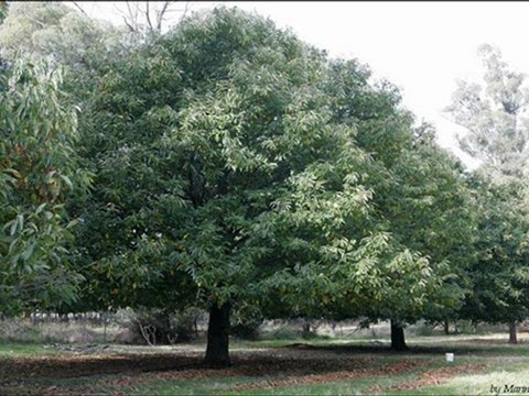Już szumią kasztany - Magda Umer