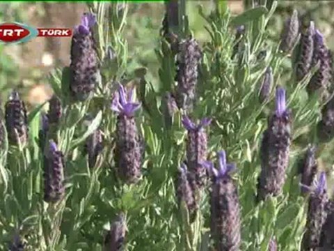 Zor Yollar 83. Bölüm VİŞAN KALESİ OLTU KALESİ -BAFA GÖLÜ