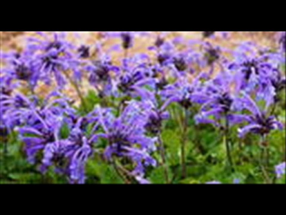 Les fleurs