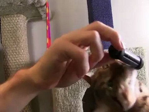 Corsair Survivor Stealth Rugged Waterproof USB3 Flash Drive Unboxing & First Look Linus Tech Tips