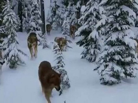 The Twilight Saga Breaking Dawn - Part 2 2012 High Definition Streaming