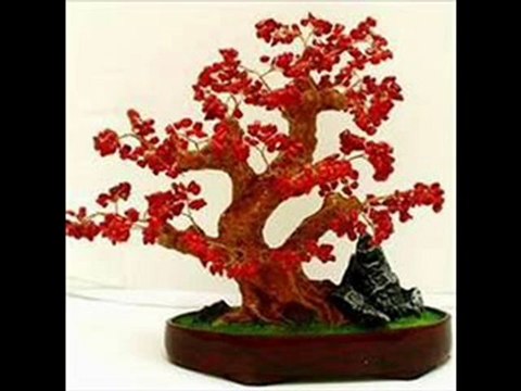 Cuidados de bonsai