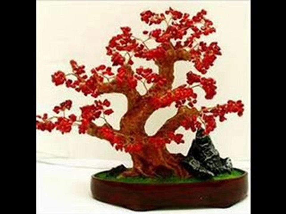 Cuidados de bonsai