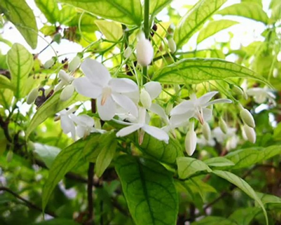 Nazrul Geeti- Bhango Na Bondhu- Purabi Dutta