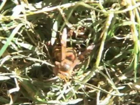 Défi ainés 2009 - Stands