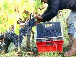 Château Fleur Cardinale - Vendanges / Harvest 2012