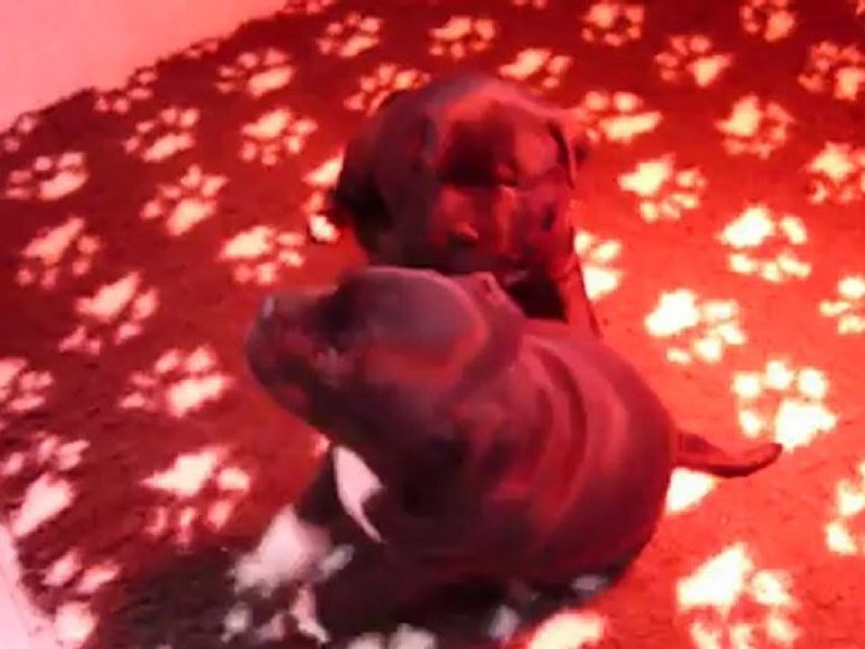 Bebe Kyle et Ever 16112012