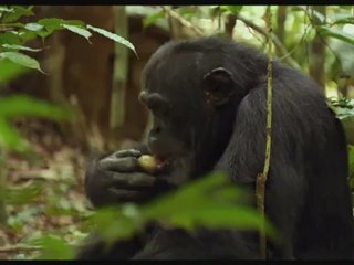 CHIMPANZES - Bande-annonce2 VF