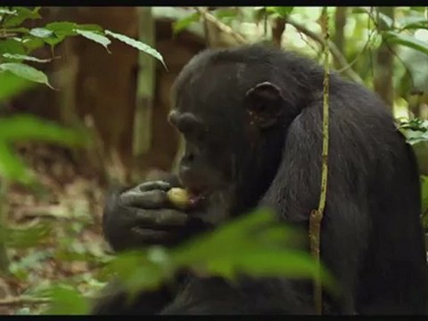 CHIMPANZES - Bande-annonce2 VF
